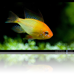 Aquacube_Microgeophagus_ramirezi_gold_3_small.png