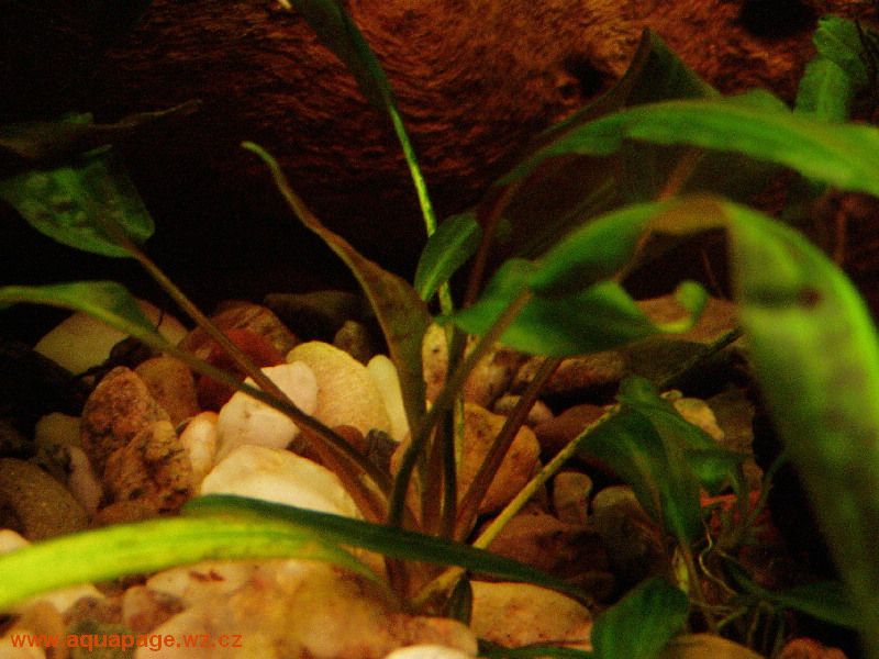 Cryptocoryne_affinis.jpg