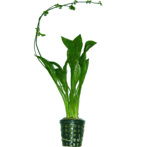 echinodorus-amazonicus.gif