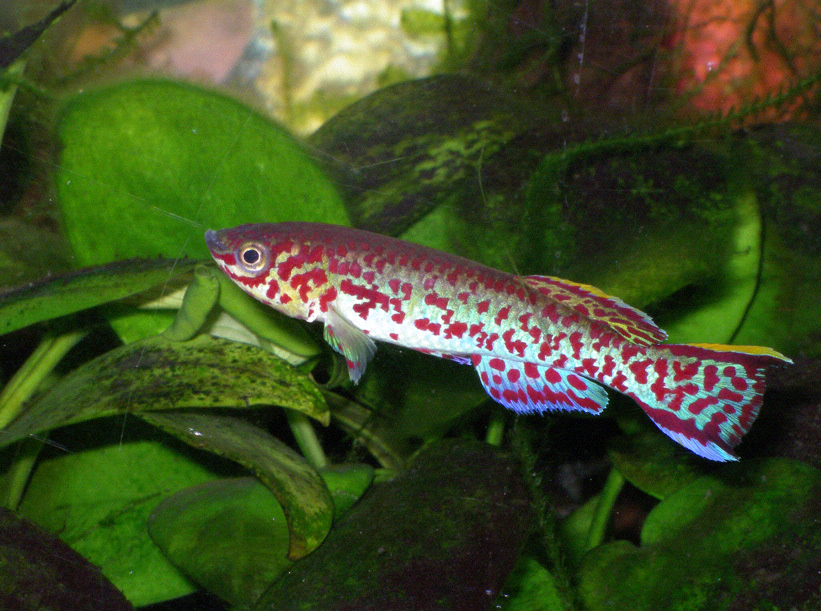 Fundulopanchax_gardneri.png